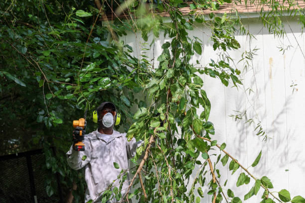 Best Tree Maintenance Programs  in Blplay, AL